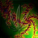 cannabis leaf fractal.gif (187006 bytes)